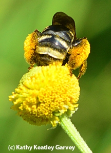 Check out the pollen this long-horned bee, Svastra obliqua expurgata, is packing. (Photo by Kathy Keatley Garvey)