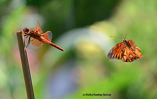 A Gulf Fritillary butterfly checking out a red flameskimmer dragonfly. (Photo by Kathy Keatley Garvey)