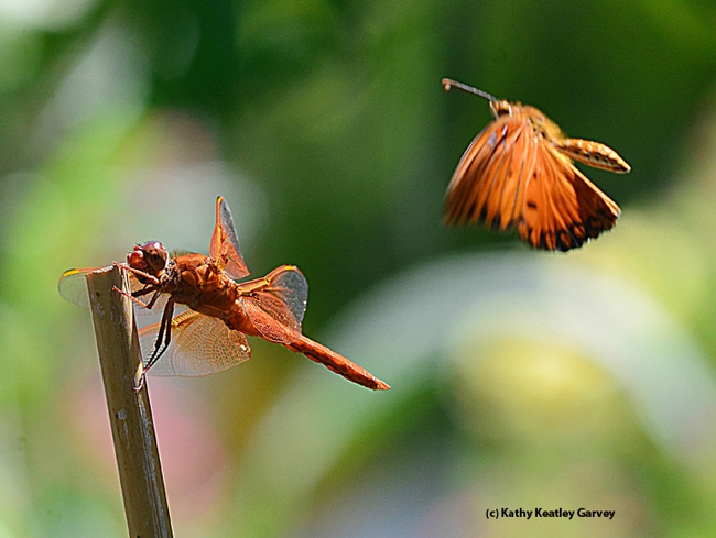 Closer and closer. The Gulf Frit heads straight for the flameskimmer. (Photo by Kathy Keatley Garvey)