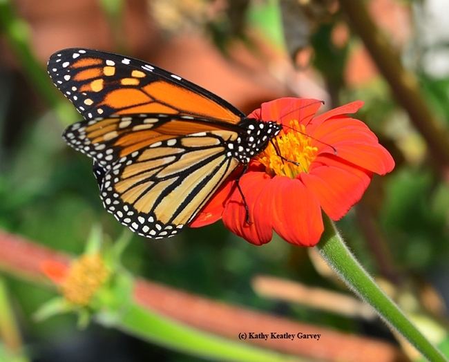 Side view of a  monarch, Danaus plexippus,on a Mexican sunflower, Tithonia. (Photo by Kathy Keatley Garvey)