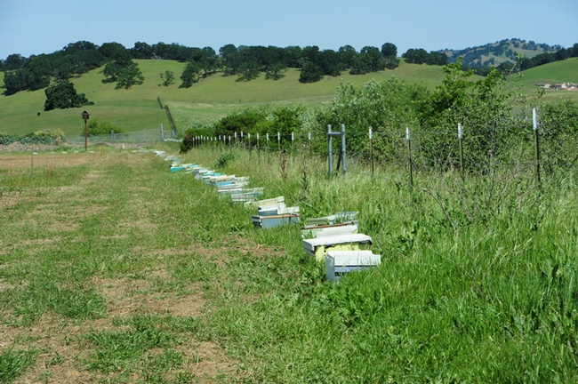Bees are thriving at  IL Fiorello. (Photo by Kathy Keatley Garvey)