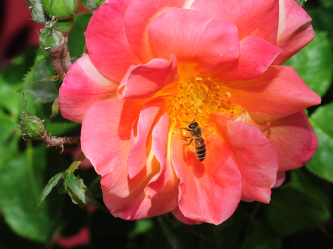 A honey bee foraging on a rose at the entrance to IL Fiorello. (Photo by Kathy Keatley Garvey)