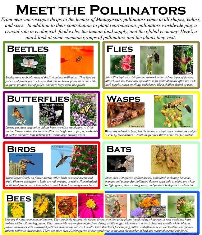 This poster by Rei Scampavia showcases the many species of pollinators.