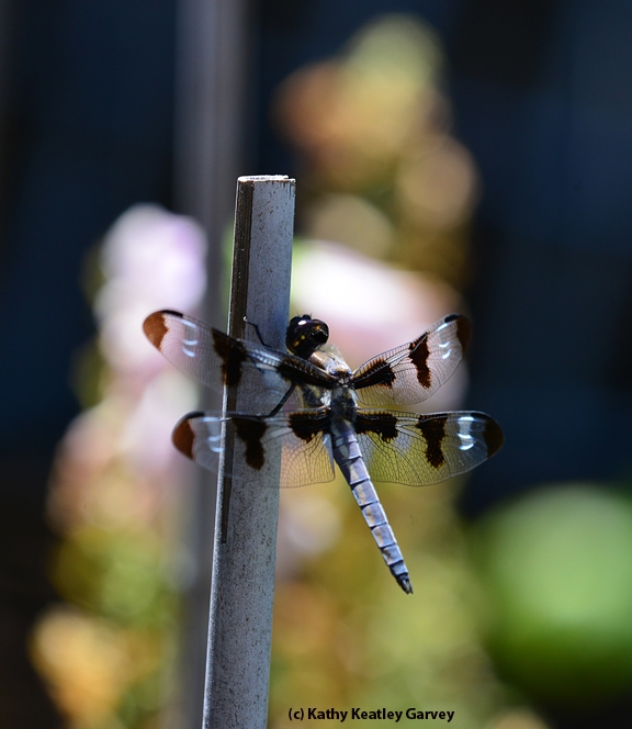 A twelve-spotted dragonfly. Libellula pulchella, perches on a bamboo stake. (Photo by Kathy Keatley Garvey)