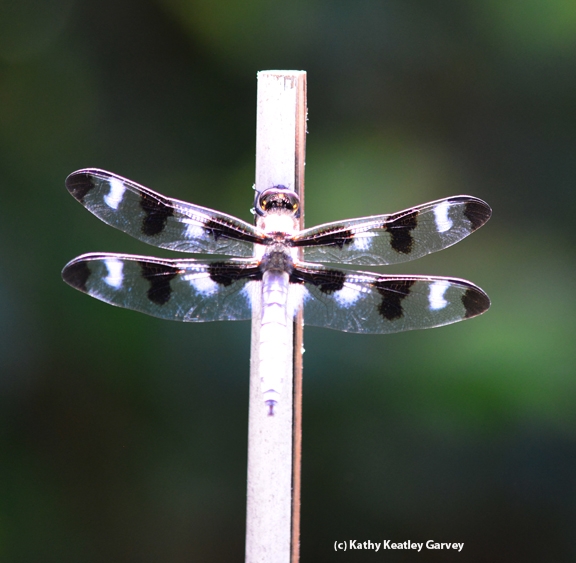 Seeing spots--12 of them. This is a male twelve-spotted skimmer (Libellula pulchella). (Photo by Kathy Keatley Garvey)