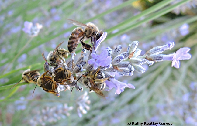 A honey bee gathers nectar from a lavender blossom while her cousins, sunflower bees (Melisodes agilis), sleep.  (Photo by Kathy Keatley Garvey)