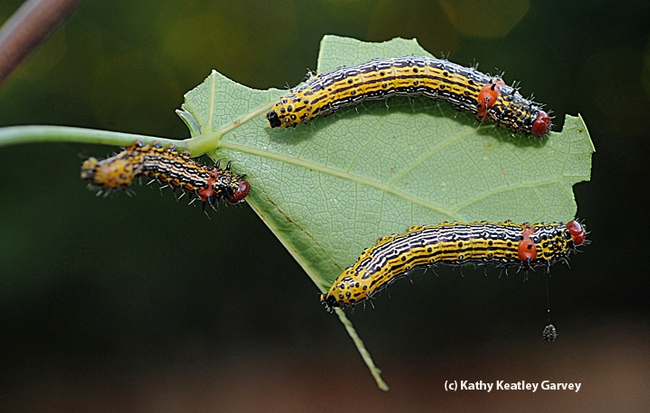 This photo shows several redhumpbed caterpillars dining on the leaves of a redbud tree. (Photo by Kathy Keatley Garvey)