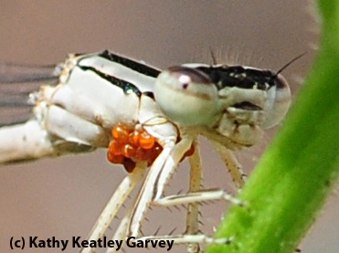Close-up of water mites on a damsel fly. (Photo by Kathy Keatley Garvey)
