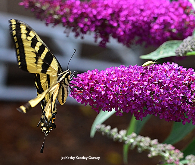 The Western tiger swallowtail quickly jerks back as it spots the stink bug. (Photo by Kathy Keatley Garvey)