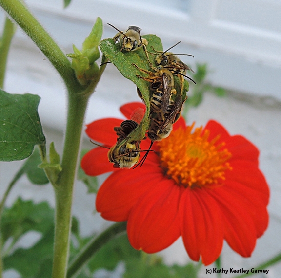 Male sunflower bees, Melissodes robustior, as identified by Robbin Thorp, distinguished emeritus professor of entomology at UC Davis, slumber away on a Mexican sunflower, Tithonia. (Photo by Kathy Keatley Garvey)