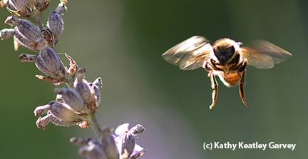 Honey bee in flight. (Photo by Kathy Keatley Garvey)