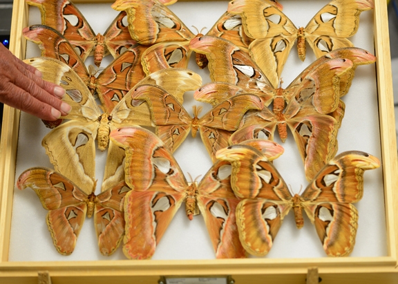 The Atlas moth, Attacus atlas, is considered the largest moth in the world. It's on display at the Bohart Museum. (Photo by Kathy Keatley Garvey)