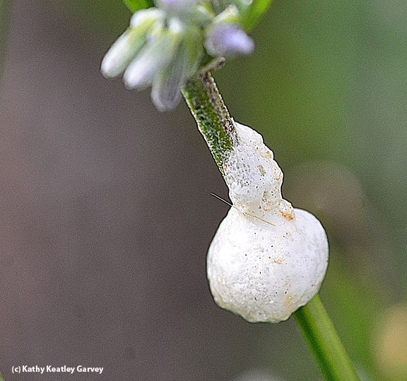 There's a spittlebug nympth inside this frothy material. This one is on lavender. (Photo by Kathy Keatley Garvey)