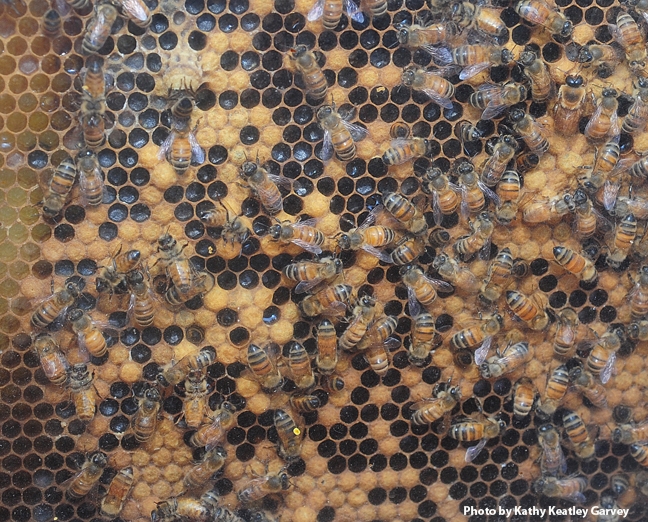 Honey bees, as seen through a bee observation hive. (Photo by Kathy Keatley Garvey)