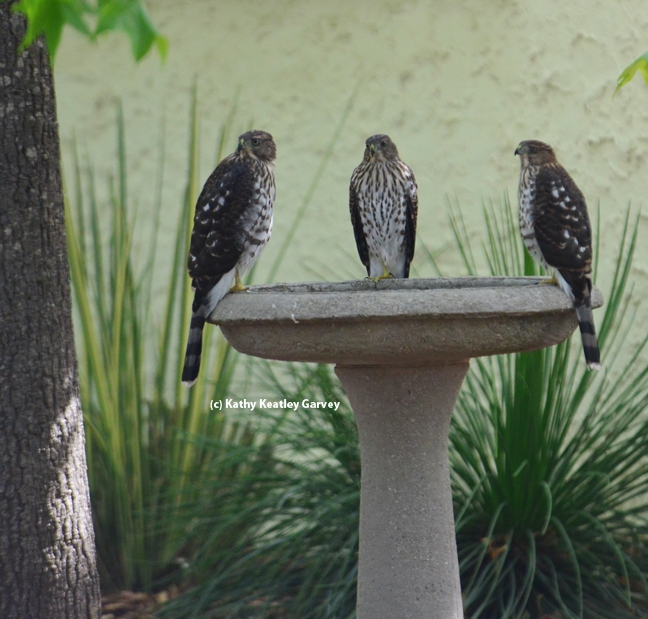 Three's company! Three juvenile Cooper's hawks, as identified by Andrew Engilis, Jr. curator of the UC Davis Museum of Wildlife and Fish Biology,cooling off in an urban birdbath in Vacaville. (Photo by Kathy Keatley Garvey)