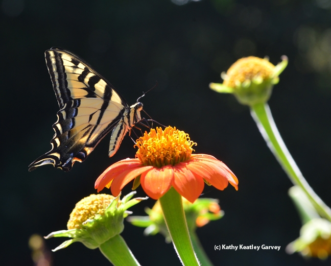 n artist's depiction of the Western tiger swallowtail (above) is one of the exhibits in McCormack Hall, Solano County Fair. (Photo by Kathy Keatley Garvey)