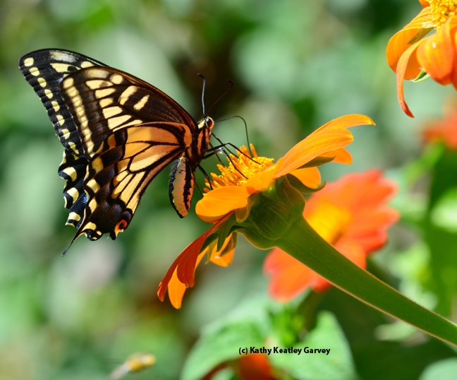 Anise Swallowtail (Papilio zelicaon) on Tithonia. (Photo by Kathy Keatley Garvey)