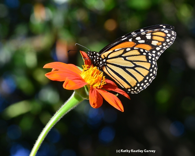 Monarch (Danaus plexippus) on Tithonia. (PHoto by Kathy Keatley Garvey