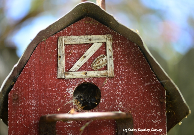 Can you find the ootheca or egg case of the praying mantis in this birdhouse photo? (Photo by Kathy Keatley Garvey)
