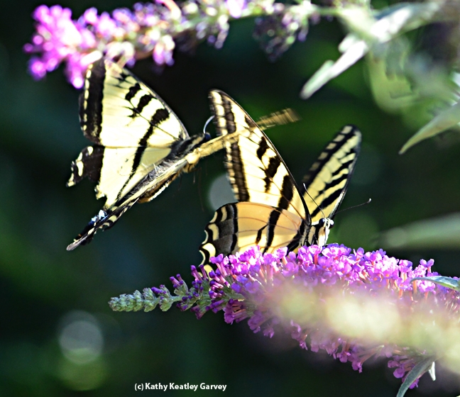 Well, hello there! A Western tiger swallowtail checks out another one. (Photo by Kathy Keatley Garvey)