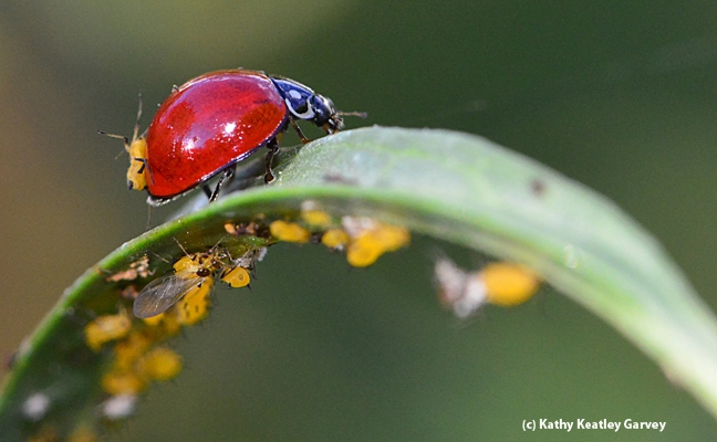 A lady beetle picks up a hitchhiker, an oleander aphid. (Photo by Kathy Keatley Garvey)