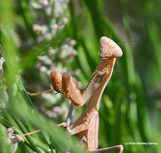 Close-up of the praying mantis in the lavender patch. (Photo by Kathy Keatley Garvey)