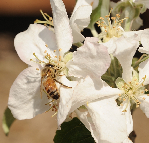 A honey bee  pollinating an apple blossom. (Photo by Kathy Keatley Garvey)