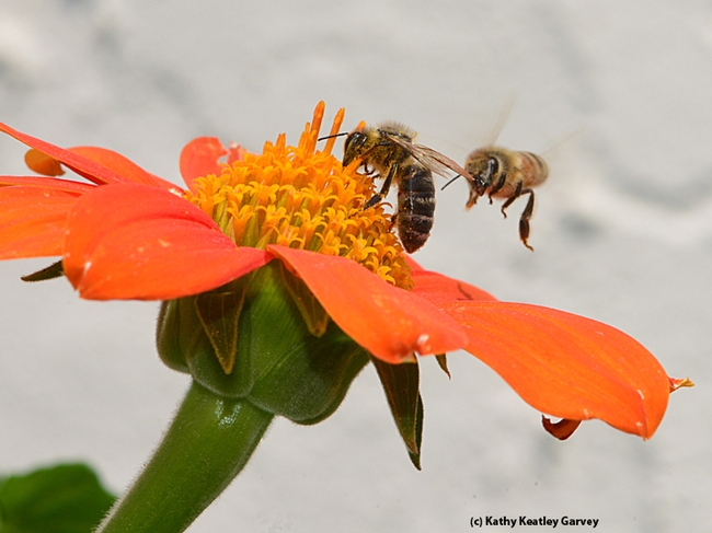 A tiff over a Tithonia. One holds her ground while another wants her share. (Photo by Kathy Keatley Garvey)
