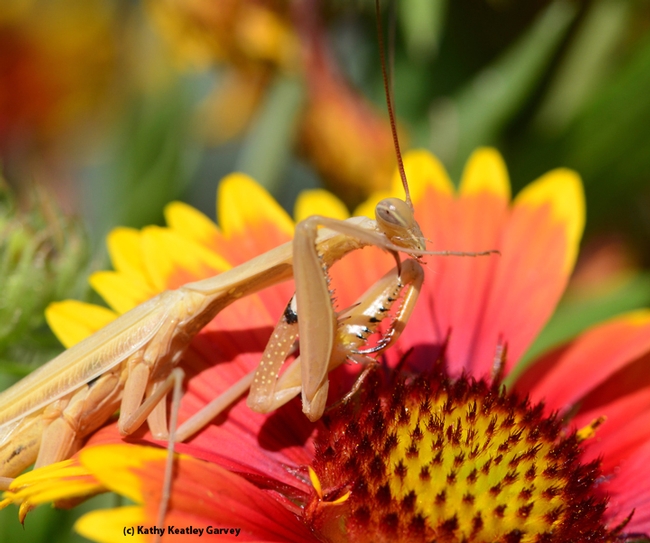 A praying mantis perches on a blanketflower, Gaillardia. (Photo by Kathy Keatley Garvey)