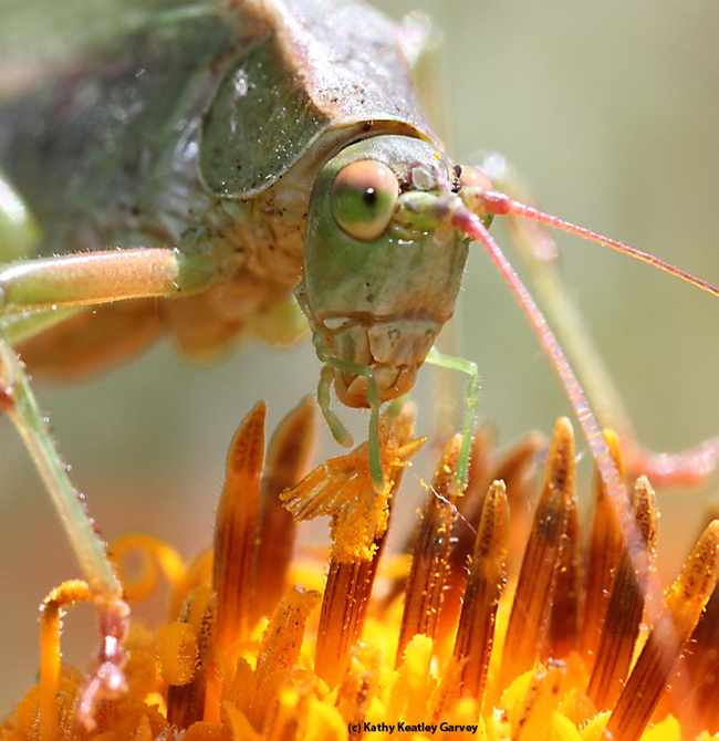 Close-up view of a katydid. (Photo by Kathy Keatley Garvey)