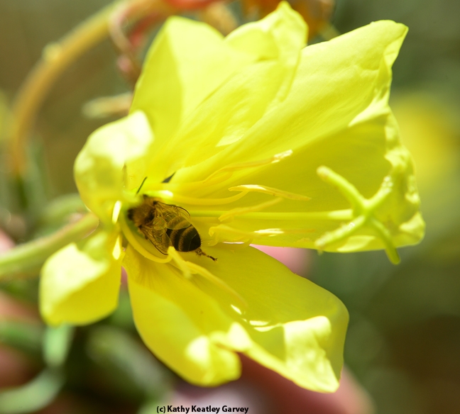 Honey bee foraging inside a primrose blossom. (Photo by Kathy Keatley Garvey)