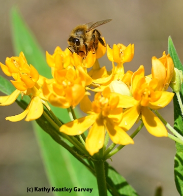 Honey bees like milkweed, too. It's the host plant of the monarch butterfly. (Photo by Kathy Keatley Garvey)