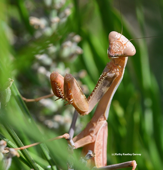he drought has caused a number of immature praying mantids to die for lack of food.  This is a female female Stagmomantis californica, as identified by Andrew Pfeiffer. (Photo by Kathy Keatley Garvey)