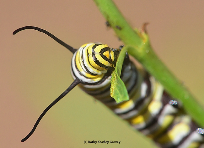A monarch caterpillar chowing down milkweed. (Photo by Kathy Keatley Garvey)