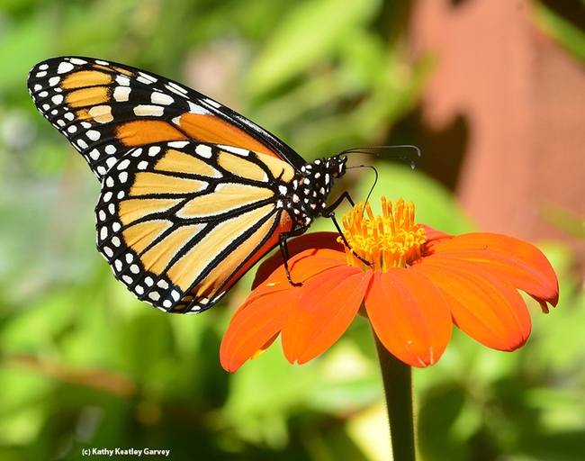 An adult monarch butterfly, Danaus plexippus. (Photo by Kathy Keatley Garvey)