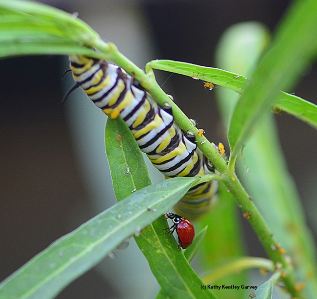 A lady beetle, a monarch caterpillar and an infestation of oleander aphids. (Photo by Kathy Keatley Garvey)