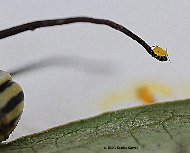 An oleander aphid crawling on a tentacle of a monarch caterpillar. (Photo by Kathy Keatley Garvey)