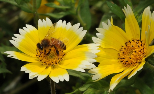 Honey Bee on Tidy Tips