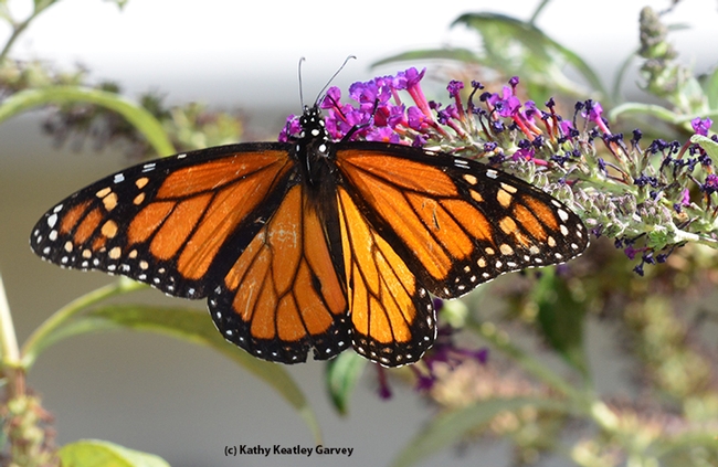 A Monarch nectaring on a butterfly bush. (Photo by Kathy Keatley Garvey)