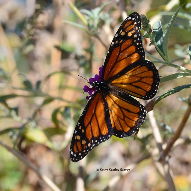 A Monarch soars, spreading its wings. (Photo by Kathy Keatley Garvey)
