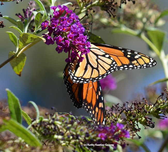 A Monarch showing its brilliant colors. (Photo by Kathy Keatley Garvey)