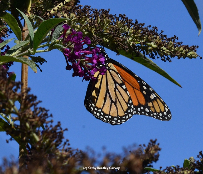 A Monarch, outlined against a blue sky, sips nectar from a butterfly bush. (Photo by Kathy Keatley Garvey)
