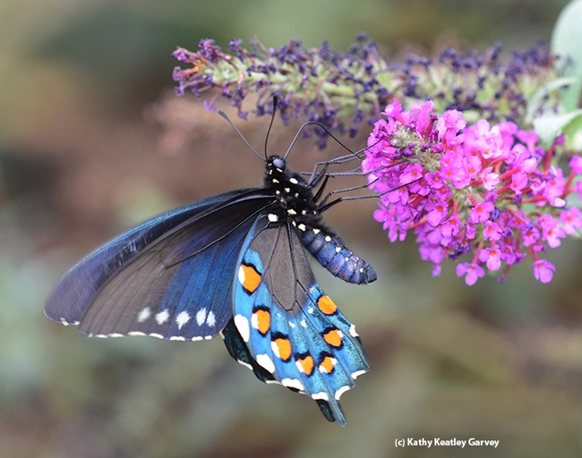 Side view of a pipevine swallowtail nectaring on a butterfly bush. (Photo by Kathy Keatley Garvey)