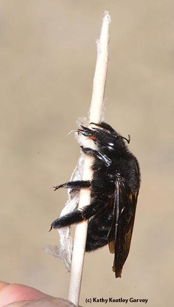 The remains of a female Valley carpenter bee that the banded garden spider caught, as shown on a toothpick. Note the silk wrap. (Photo by Kathy Keatley Garvey)