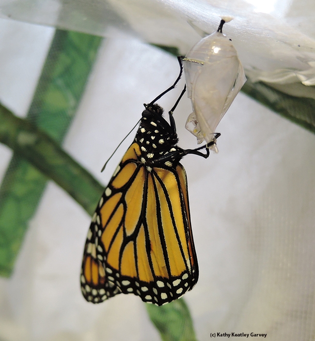Voila! A monarch butterfly has just eclosed. (Photo by Kathy Keatley Garvey)