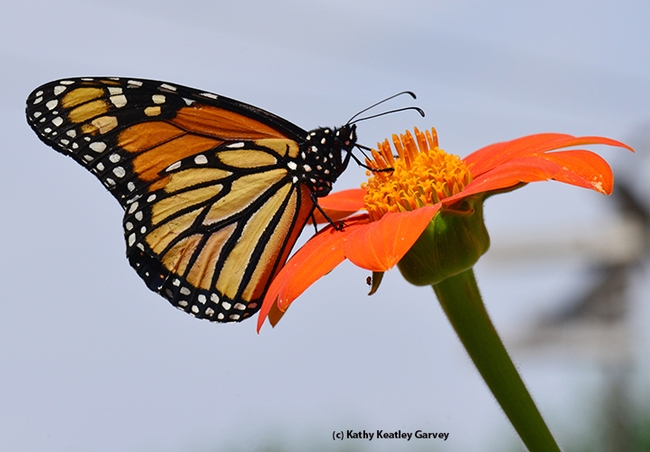 A monarch sipping nectar from a Mexican sunflower (Tithonia). (Photo by Kathy Keatley Garvey)