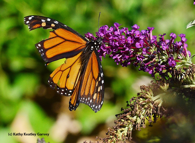 Monarch butterfly showing signs of a predator encounter. (Photo by Kathy Keatley Garvey)