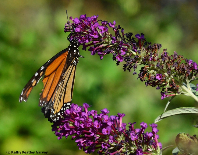 Broken-winged monarch sips nectar from a butterfly bush. (Photo by Kathy Keatley Garvey)