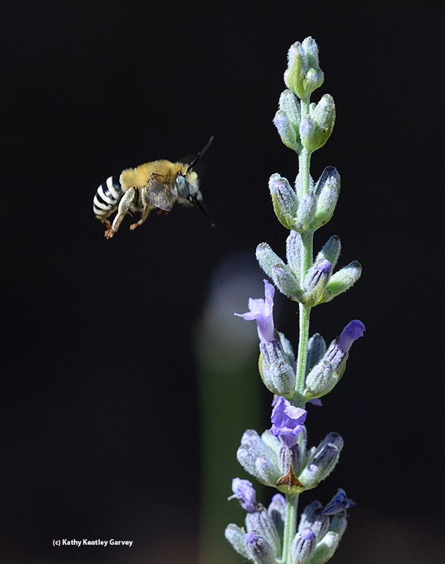A male digger bee, Anthophora urbana, (as identified by Robbin Thorp of UC Davis) heads for a lavender blossom. (Photo by Kathy Keatley Garvey)