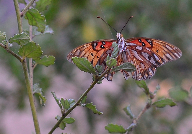 A Gulf Fritillary flying through the garden. The garden includes its host plant, the passionflower vine (not pictured). (Photo by Kathy Keatley Garvey)